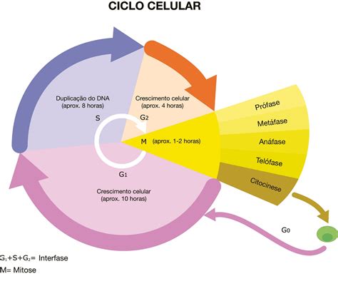 fases do ciclo celular